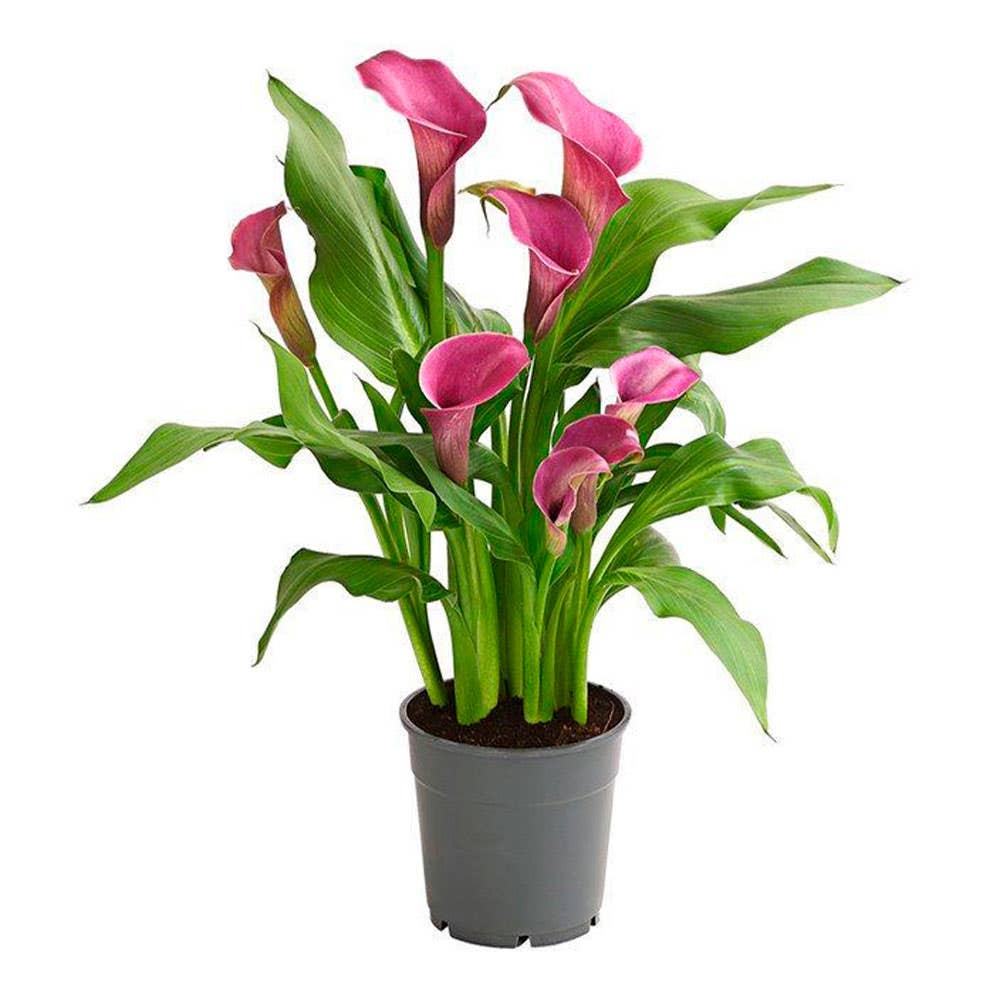 Calla Colorida Pote 14 | Natural da Terra
